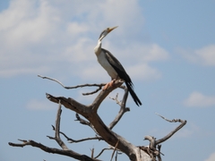 Anhinga novaehollandiae