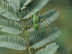 Peucetia viridans
