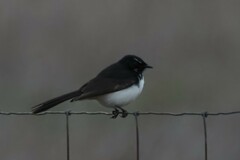 Rhipidura leucophrys