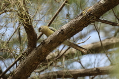 Psephotus haematonotus