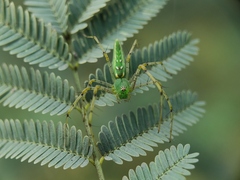 Peucetia viridans