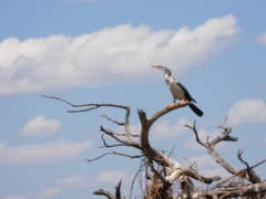 Anhinga novaehollandiae