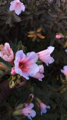 Lobostemon fruticosus