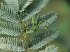 Peucetia viridans