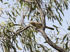 Cincloramphus mathewsi