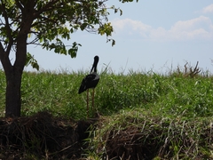 Ephippiorhynchus asiaticus