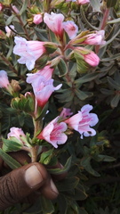 Lobostemon fruticosus