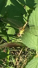 Erpetogomphus designatus