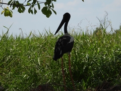 Ephippiorhynchus asiaticus