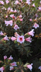 Lobostemon fruticosus