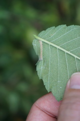 Phyllonorycter