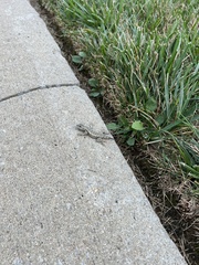 Sceloporus undulatus