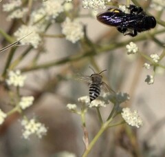 Pterygota