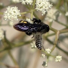 Pterygota