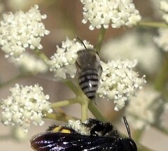 Pterygota