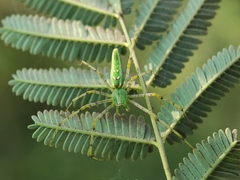 Peucetia viridans