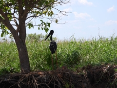 Ephippiorhynchus asiaticus