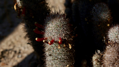 Mammillaria pottsii