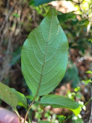 Mussaenda parviflora