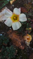 Oxalis obtusa