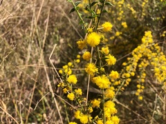 Acacia amblygona