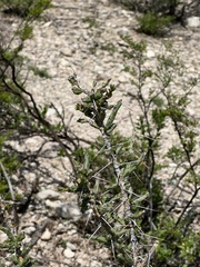 Cylindropuntia leptocaulis