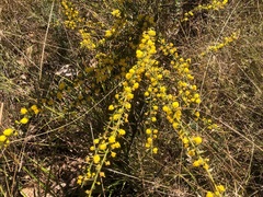 Acacia amblygona