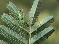 Peucetia viridans