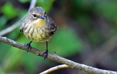 Setophaga coronata coronata × auduboni