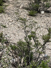 Cylindropuntia leptocaulis