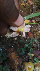Oxalis obtusa