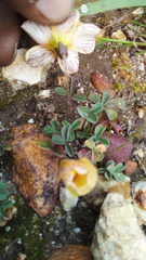 Oxalis obtusa
