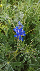 Lupinus cosentinii