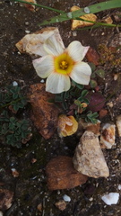 Oxalis obtusa