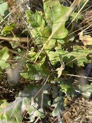 Quercus petraea