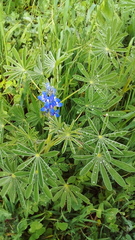 Lupinus cosentinii