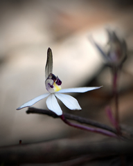 Caladenia saccharata