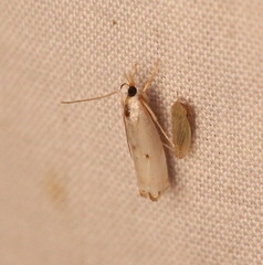 Microcrambus biguttellus