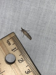 Neodactria luteolellus