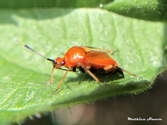 Deraeocoris ruber