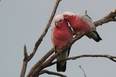 Eolophus roseicapilla