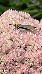 Cisseps fulvicollis