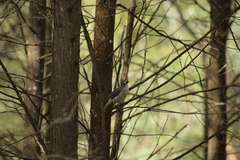 Colluricincla harmonica