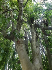 Fagus