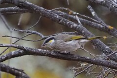 Gavicalis virescens