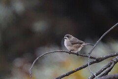 Aphelocephala leucopsis