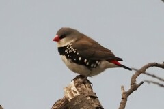 Stagonopleura guttata