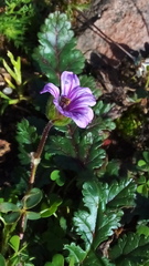 Erodium