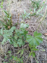 Malva