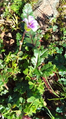 Erodium